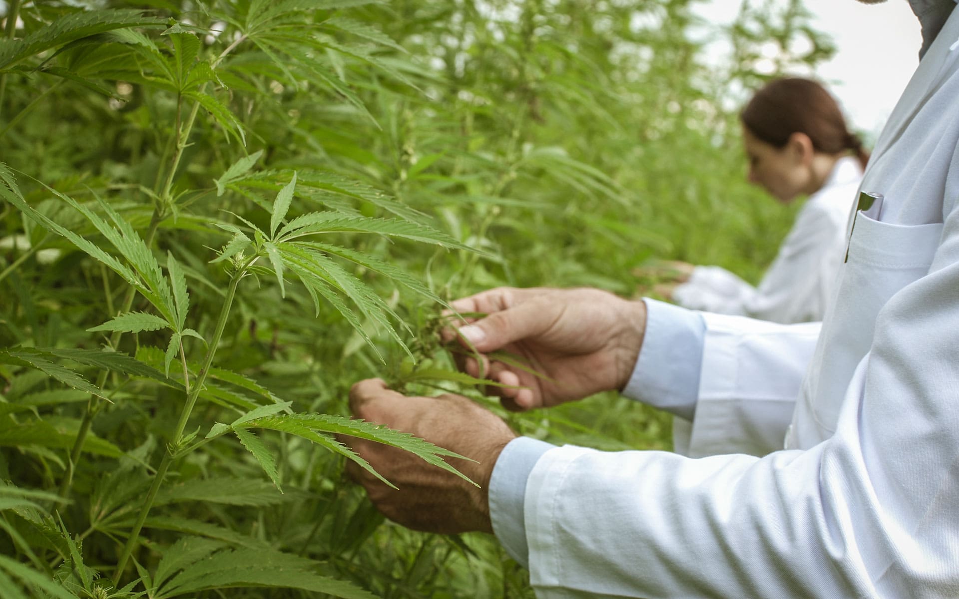CBD Explained