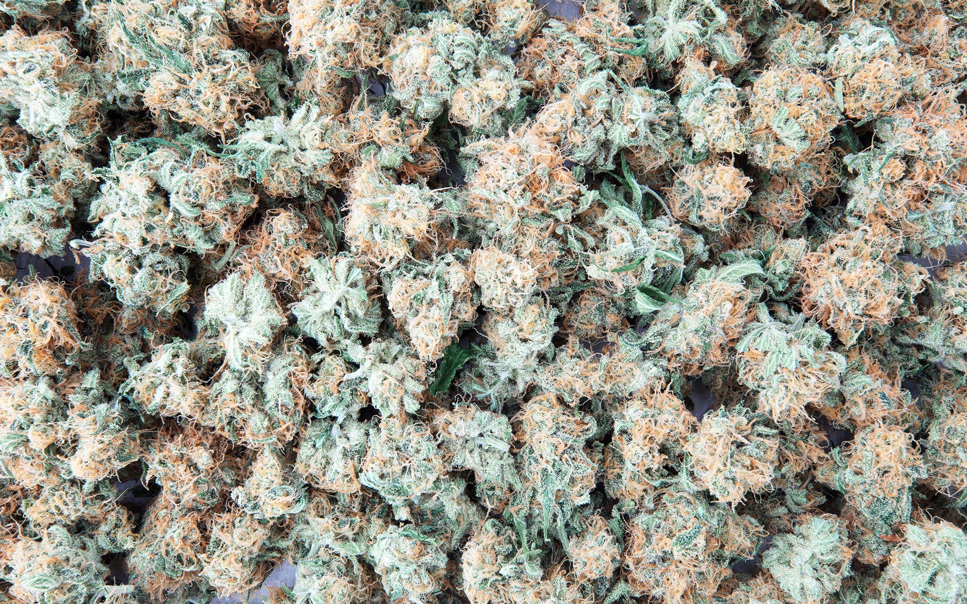 How to Keep Your Cannabis Flower Fresh