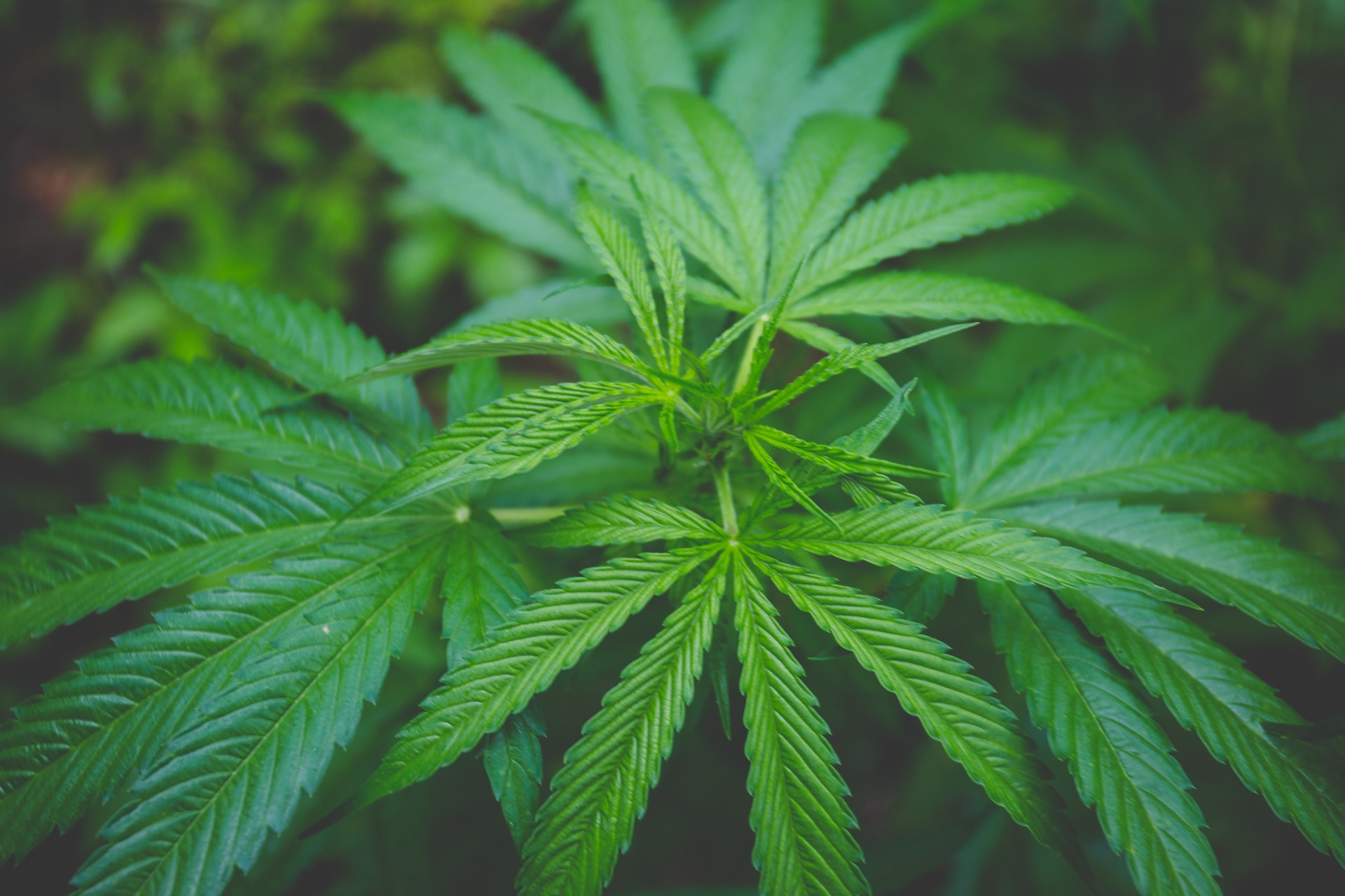 Cannabis Hemp
