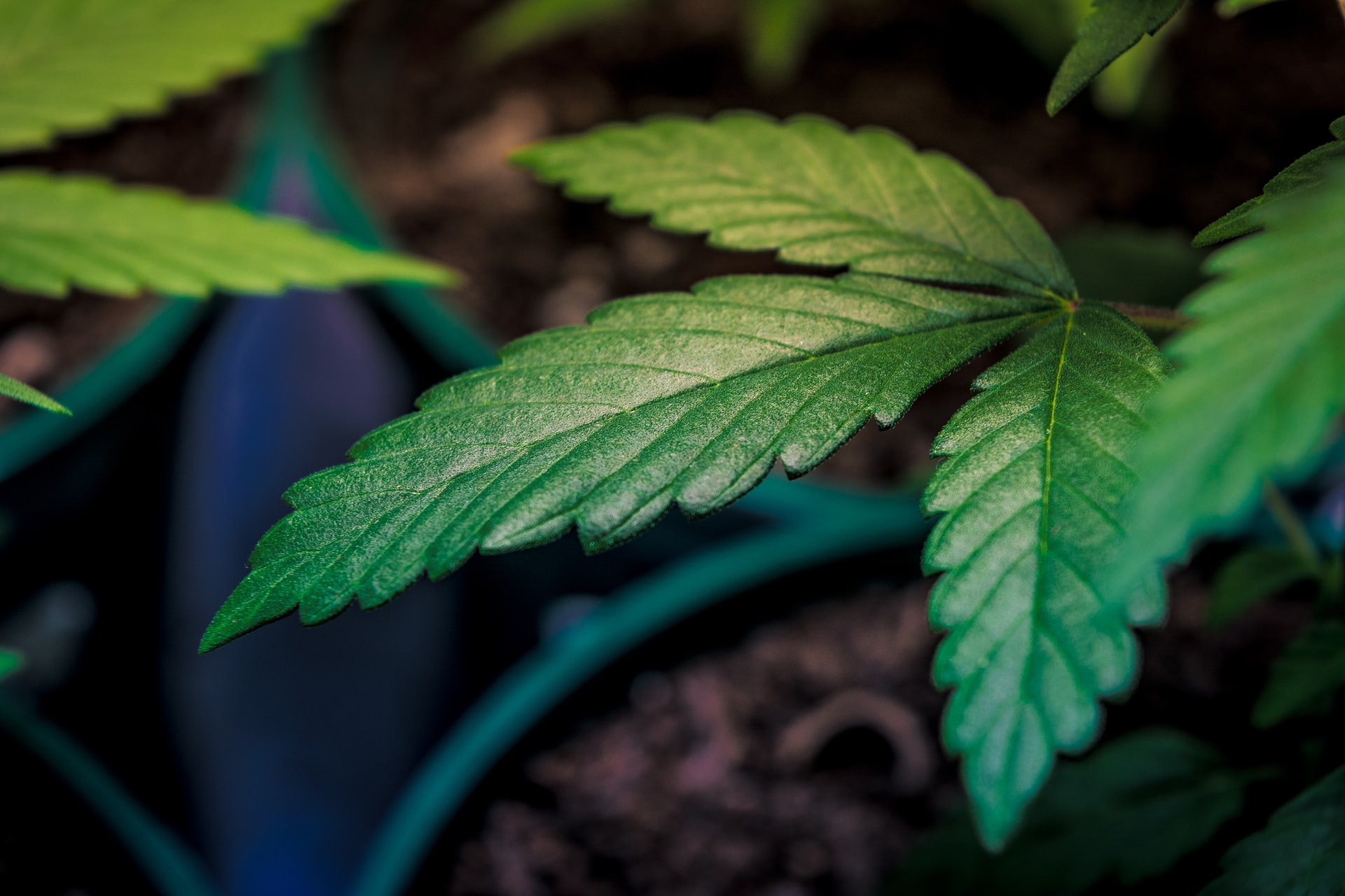 cannabis recommendation nausea
