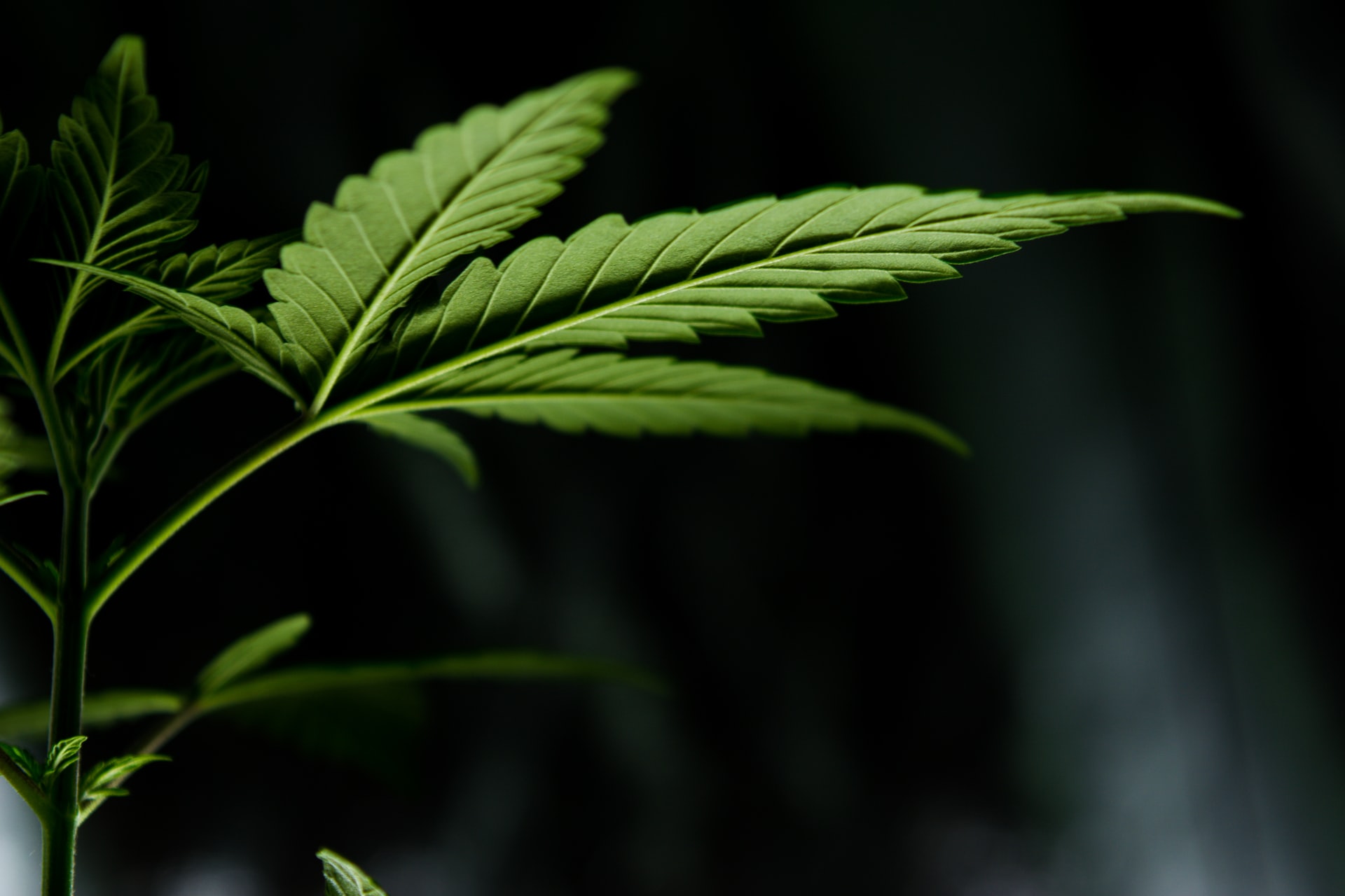 cannabis recommendations anxiety