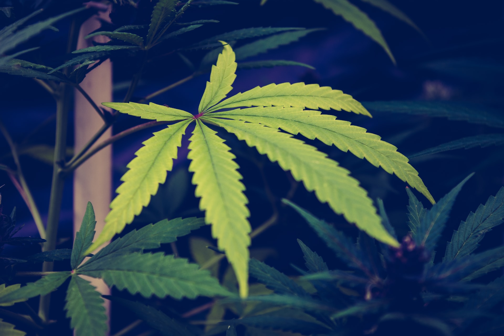 cannabis recommendations insomnia