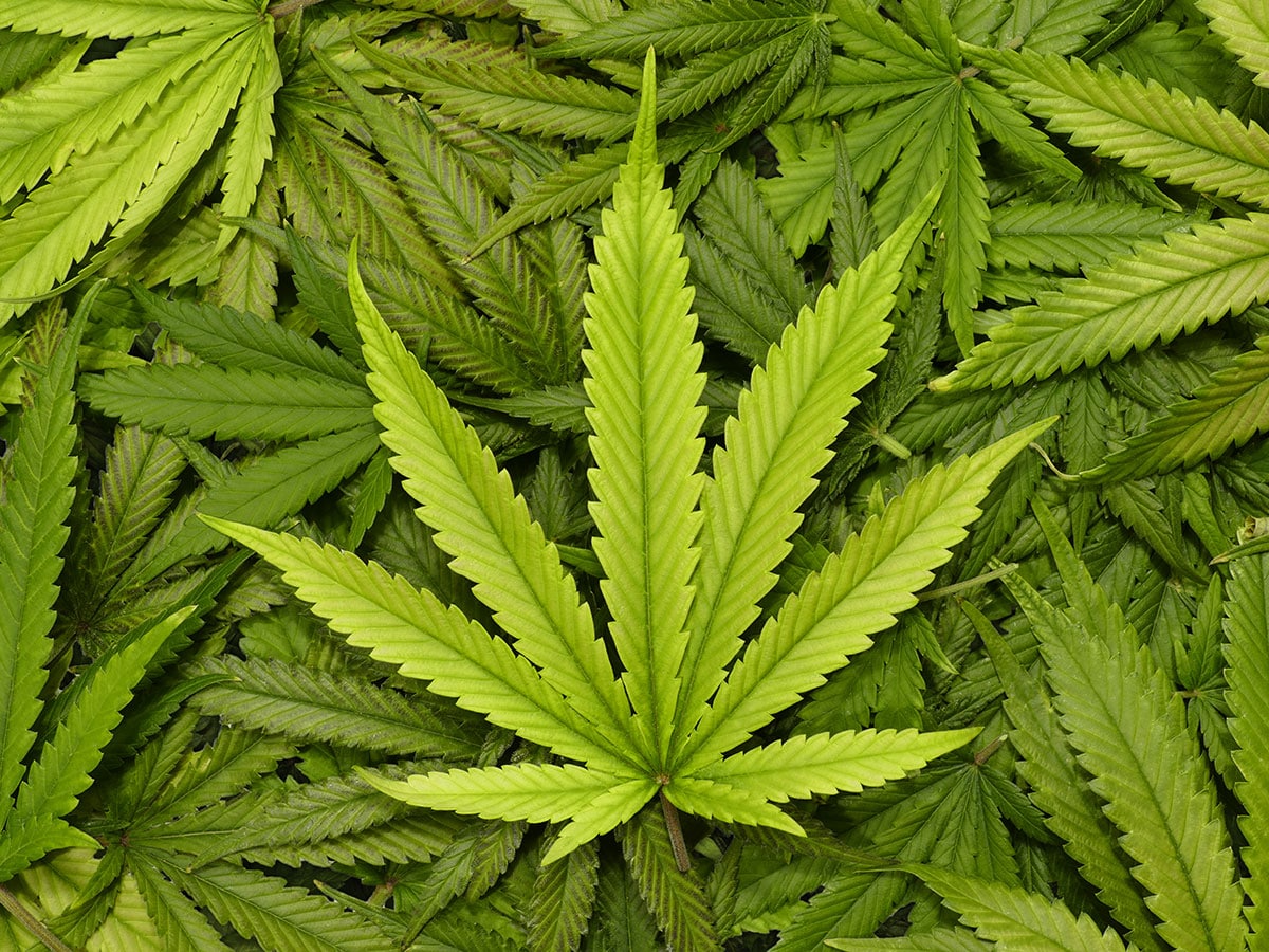 Marley Natural Red - Trident for Sale