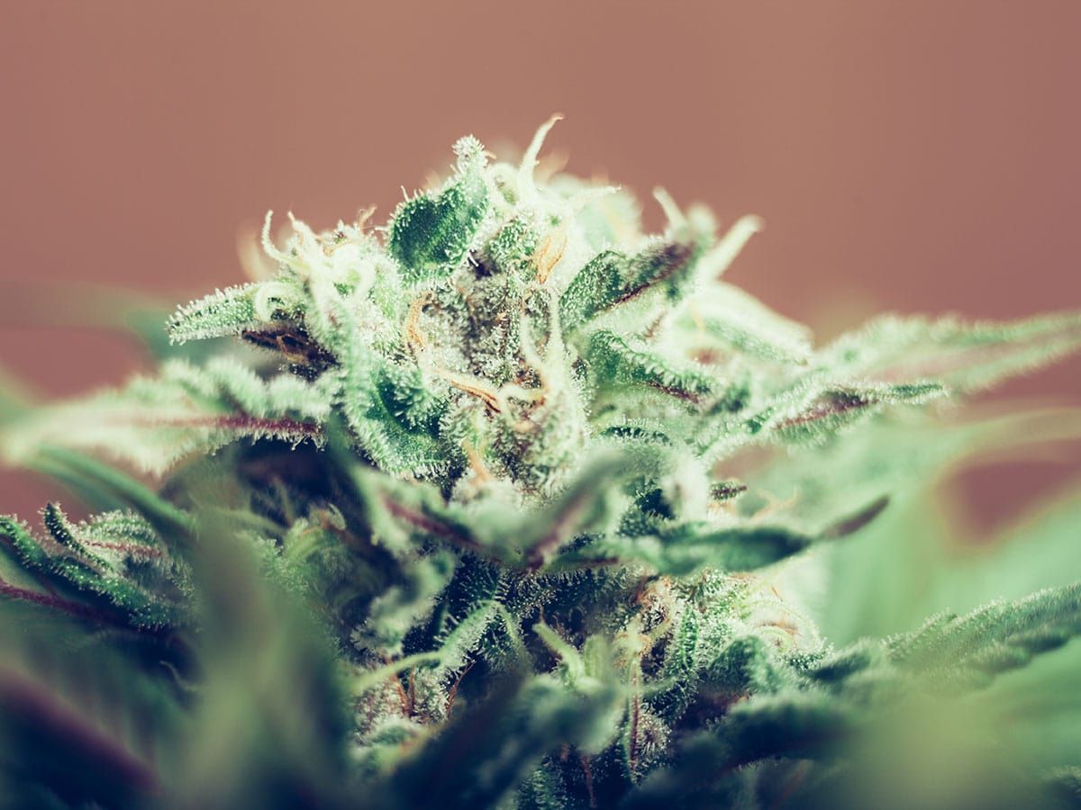 Treating Weed Hangover
