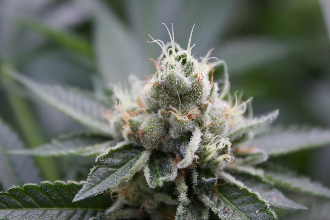 Dispensary near Menifee, CA