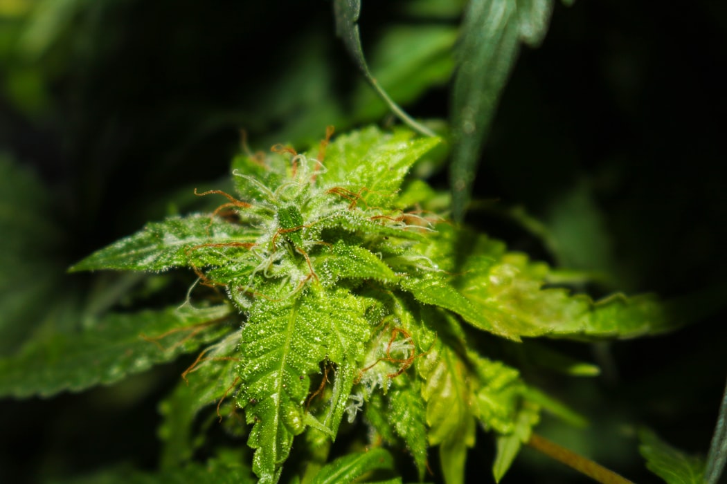 Dispensary near Temecula, CA