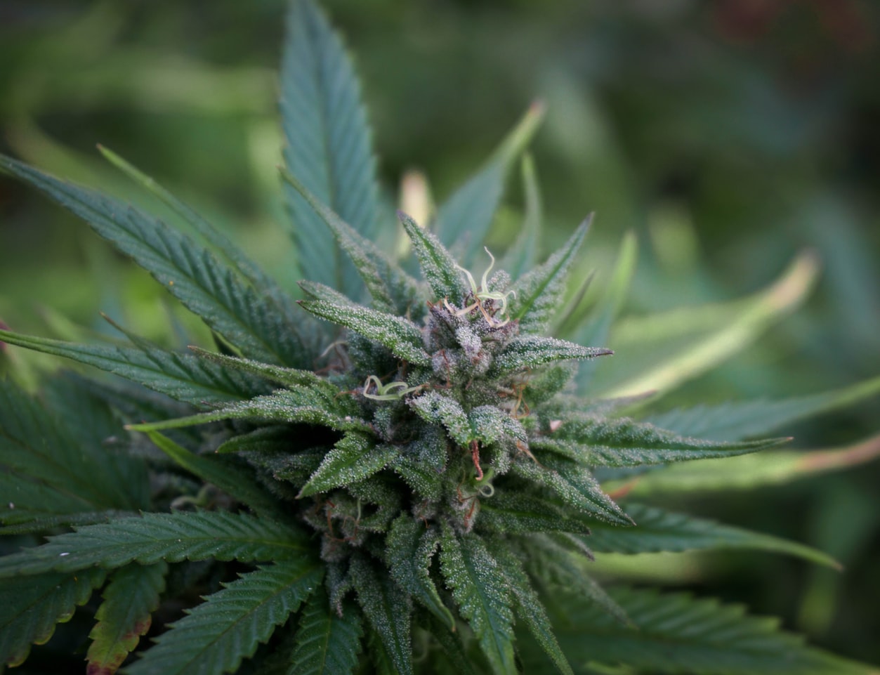 Dispensary near Murrieta