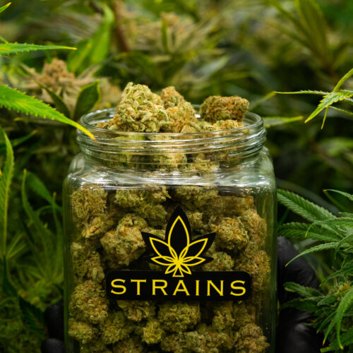 Strains Cannabis
