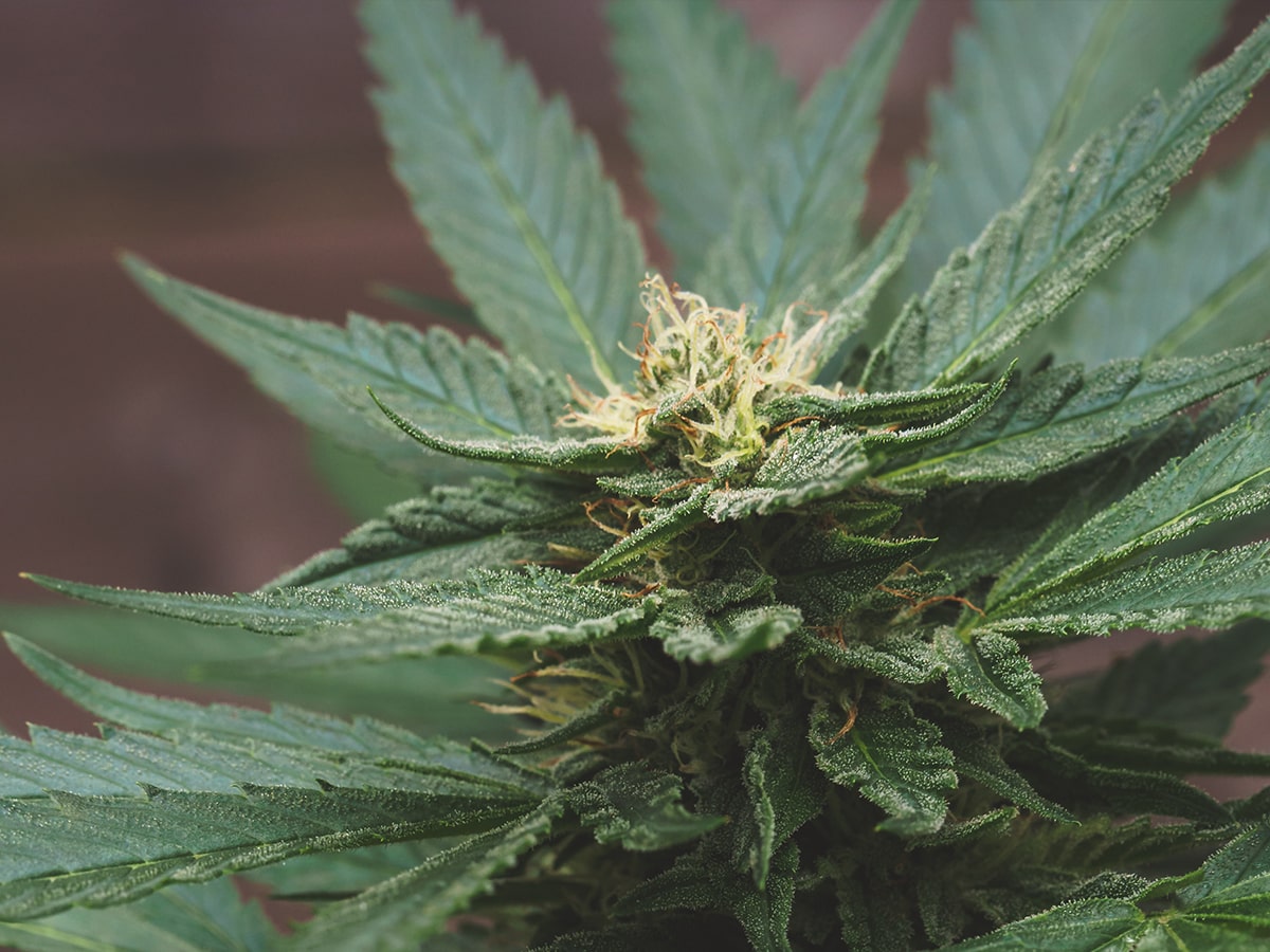 Cannabis and Mental Health
