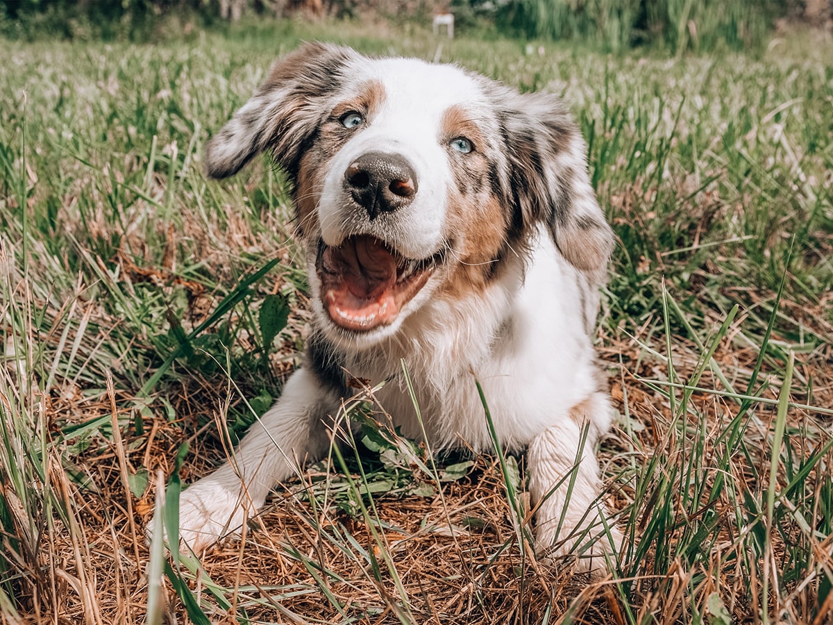 CBD for Pets
