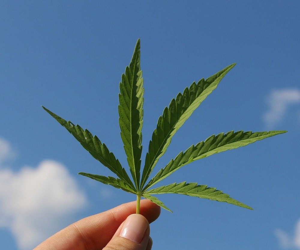 Cannabis leaf