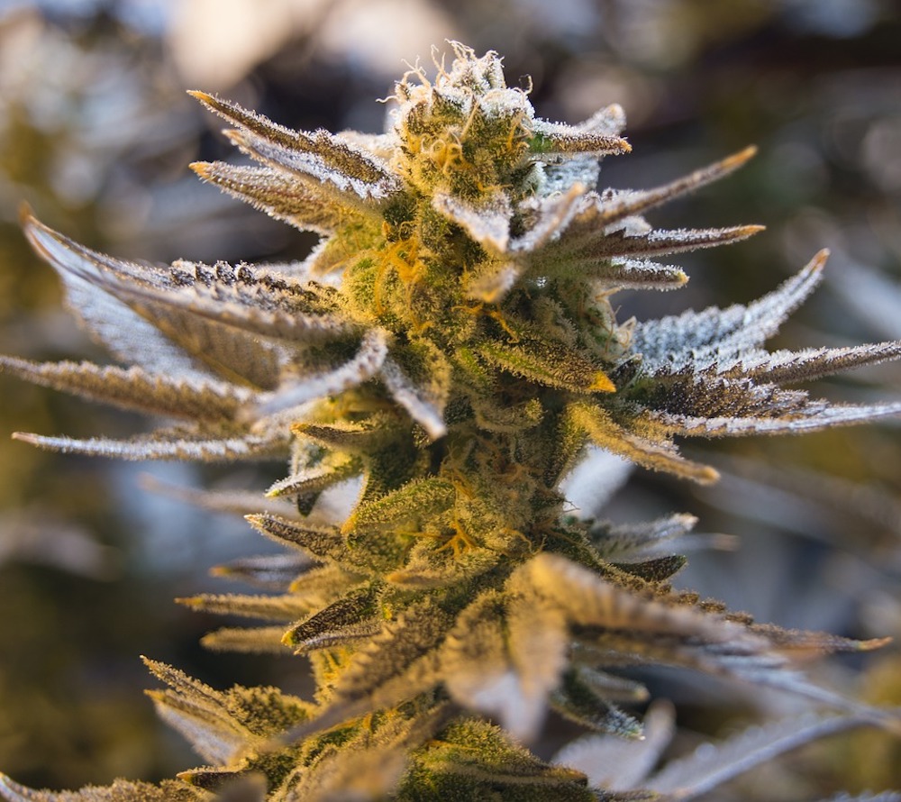 Cannabis close up