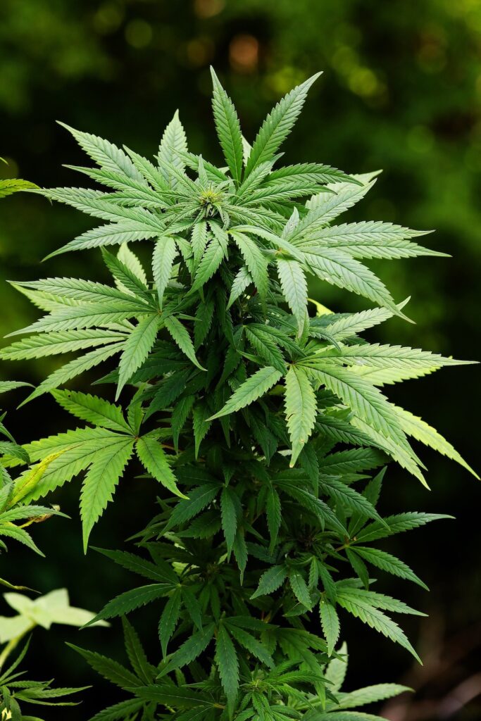 Cannabis plant