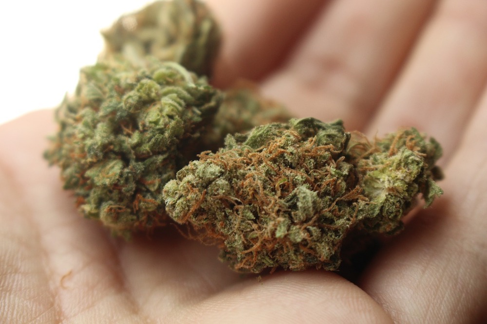 Cannabis in hand close up