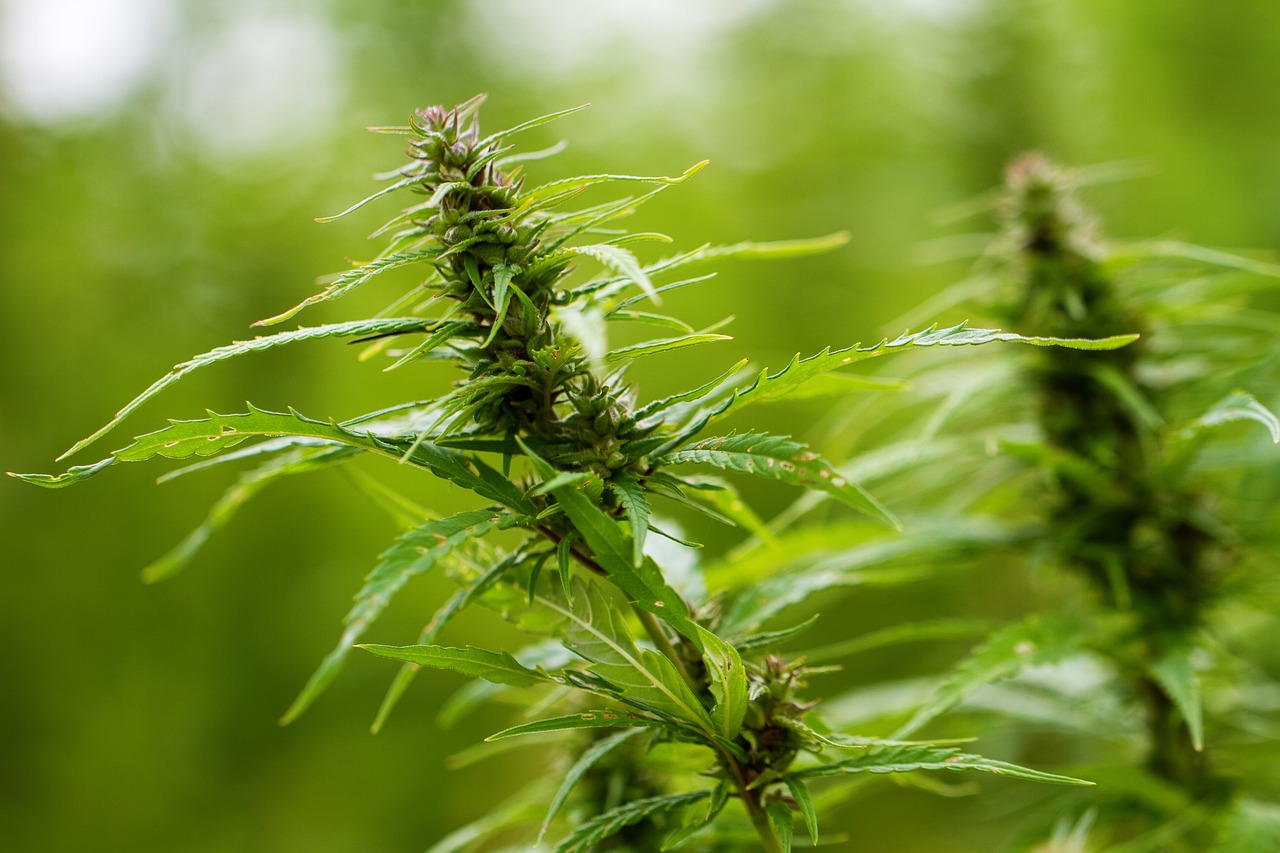 Cannabis plant close up