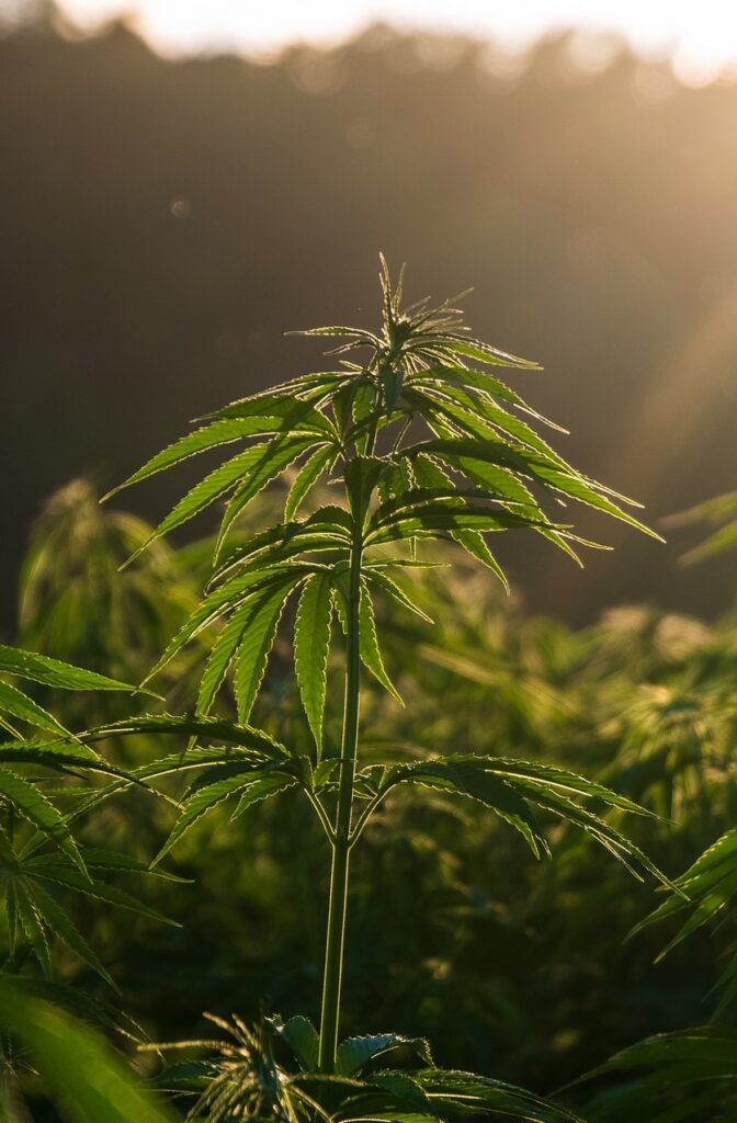 Growing Cannabis Plant