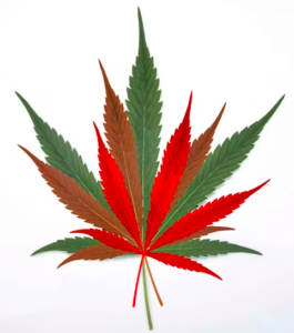 hybrid pot leaf
