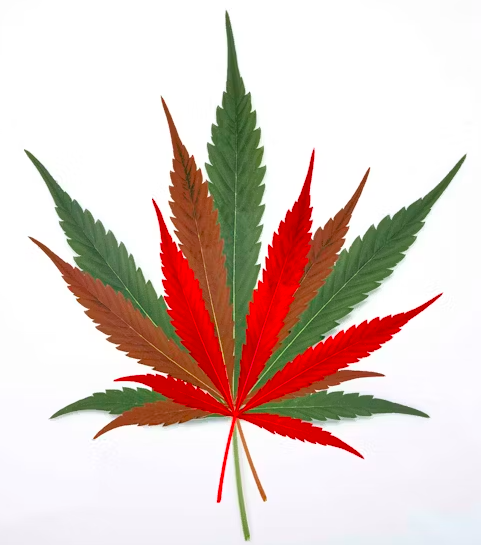 hybrid pot leaf