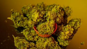 og kush