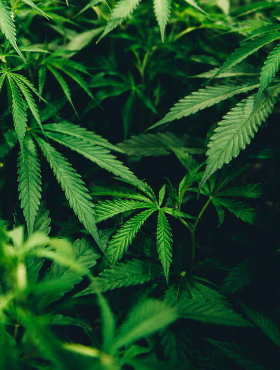 Close up of several marijuana plants