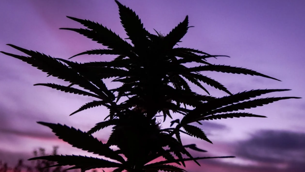 Silhouette of cannabis plant against sunset
